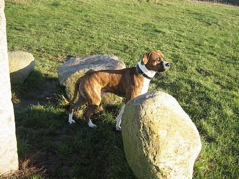 Amerikansk staffordshire terrier Tyzon - nyt billed.. er han ikke blevet flot billede 19