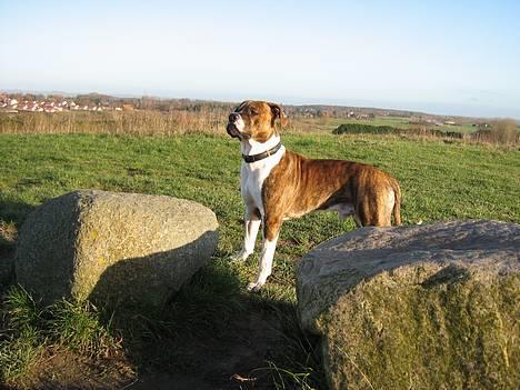 Amerikansk staffordshire terrier Tyzon -  nyt billede.. er han ikke blevet flot billede 20