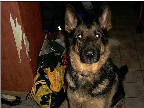 Schæferhund Langtoftens Vango billede 3