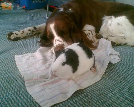 Engelsk springer spaniel kvik billede 14