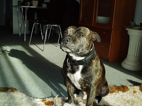 Staffordshire bull terrier Tais  billede 8