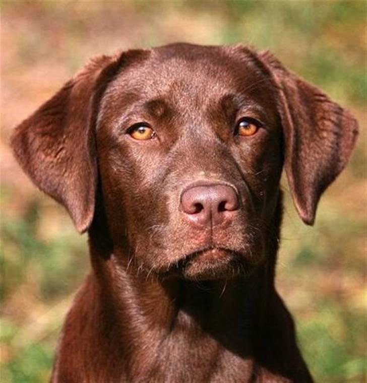 Labrador retriever Brown Hunts Bertha R.I.P. - Tosafoto billede 1