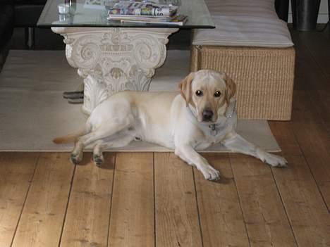Labrador retriever sambo billede 1