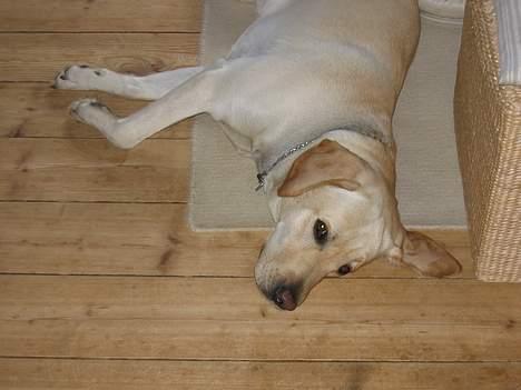 Labrador retriever sambo - han er godt nok træt. billede 2