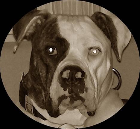 Amerikansk bulldog Østergaards Cielo billede 5