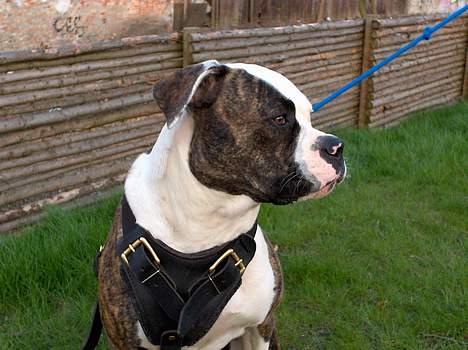 Amerikansk bulldog Østergaards Cielo billede 6