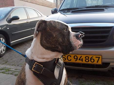 Amerikansk bulldog Østergaards Cielo billede 7