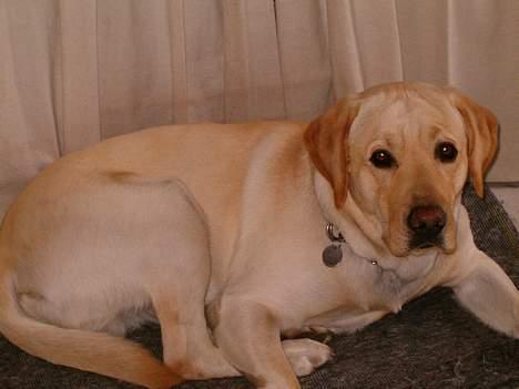 Labrador retriever sambo - han er sød <3 billede 3