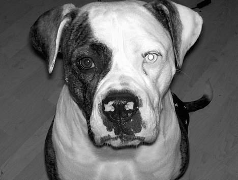 Amerikansk bulldog Østergaards Cielo billede 11