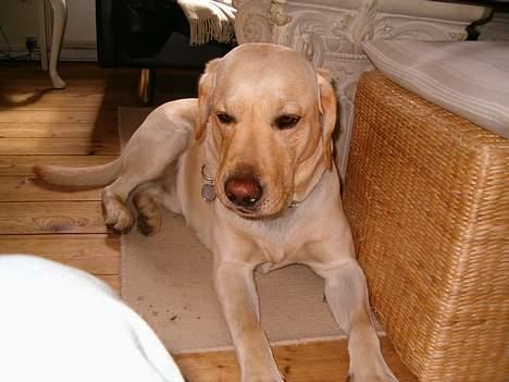 Labrador retriever sambo billede 4