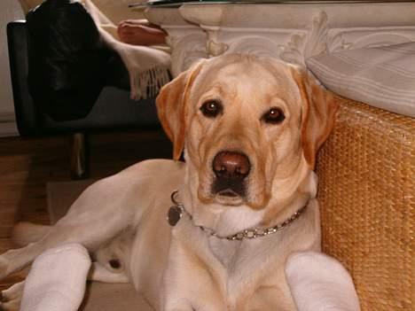 Labrador retriever sambo - smil :)) billede 5