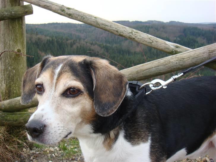Blanding af racer Basse :] the lover dog.  - Her er han på Himmelbjerget billede 4