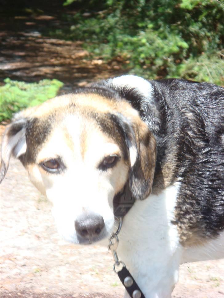Blanding af racer Basse :] the lover dog.  - I skal vide han er skræmt, han hader vand..  billede 5