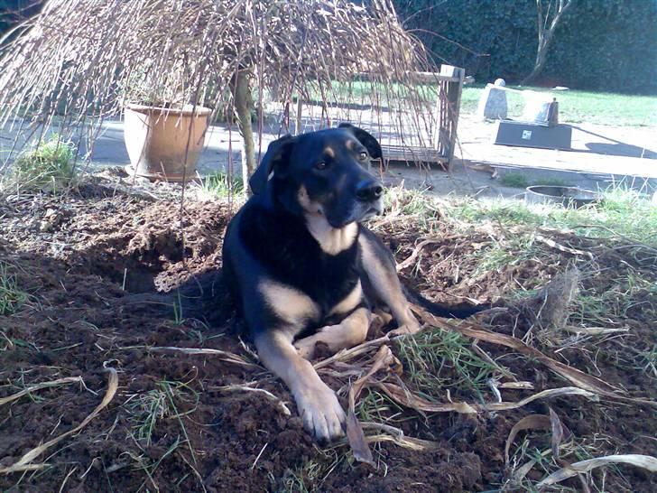 Blanding af racer Nikki billede 1