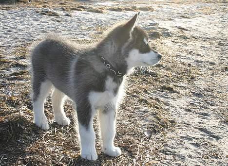 Alaskan malamute Chinuq billede 5