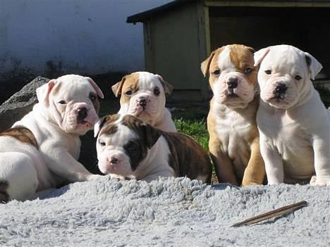 Olde english bulldogge chica billede 1