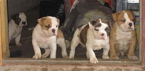 Olde english bulldogge chica billede 2