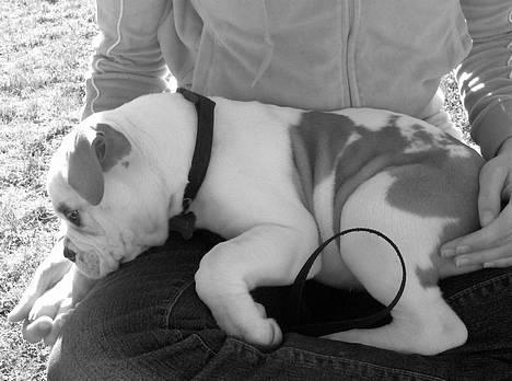 Olde english bulldogge chica billede 3