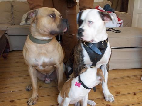 Olde english bulldogge chica billede 5