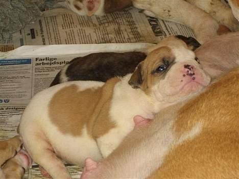Olde english bulldogge chica billede 6