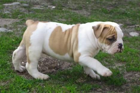 Olde english bulldogge chica billede 7