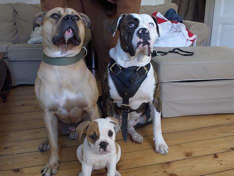 Olde english bulldogge chica billede 8