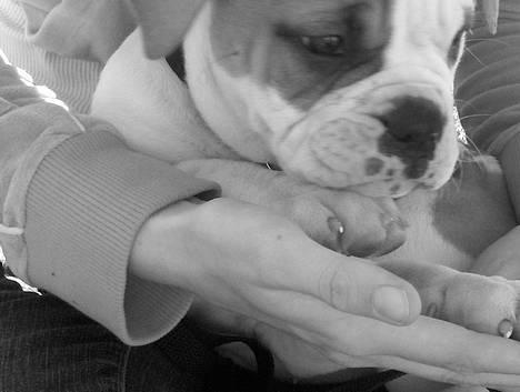 Olde english bulldogge chica billede 9