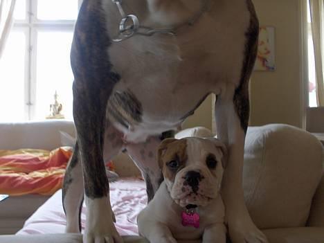 Olde english bulldogge chica billede 11