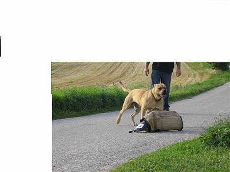Olde english bulldogge chica billede 12