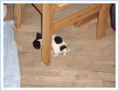 Chihuahua Tjalfe R.I.P Juni 2011 - Verden er godt nok stor.......men undersøges skal den billede 10