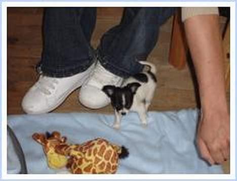 Chihuahua Tjalfe R.I.P Juni 2011 - Så Lille er jeg =0) billede 11