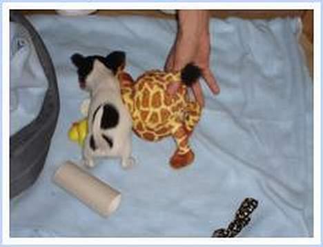 Chihuahua Tjalfe R.I.P Juni 2011 - Min højt elskede giraf............. billede 12