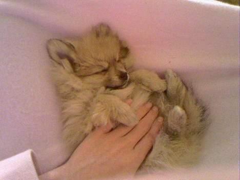 Pomeranian Mille - Mille sover... billede 5