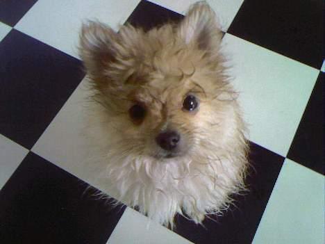 Pomeranian Mille - Mille forsøger tit at komme med i bad - bare ikke når hun selv skal :) billede 6