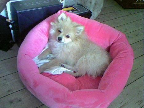 Pomeranian Mille - Mille er lykkelig for sin nye fine kurv fra Kings N Queens.. :) billede 7