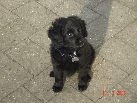 Blanding af racer Arnold billede 1