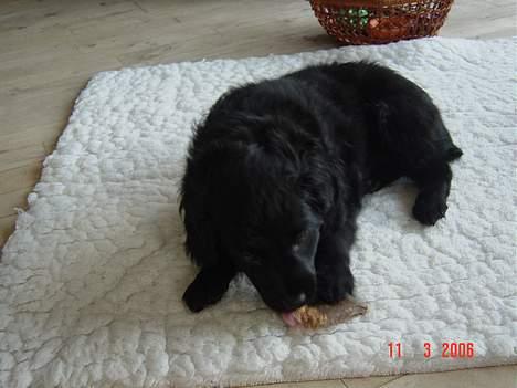 Blanding af racer Arnold billede 2