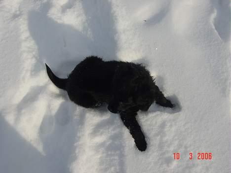 Blanding af racer Arnold billede 3