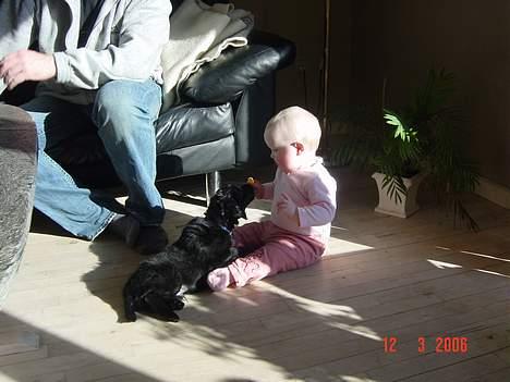 Blanding af racer Arnold billede 4