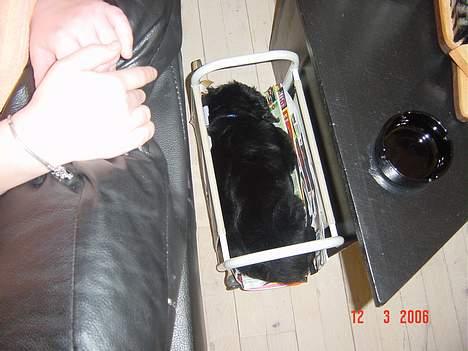 Blanding af racer Arnold billede 5