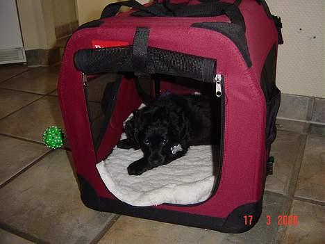 Blanding af racer Arnold billede 6