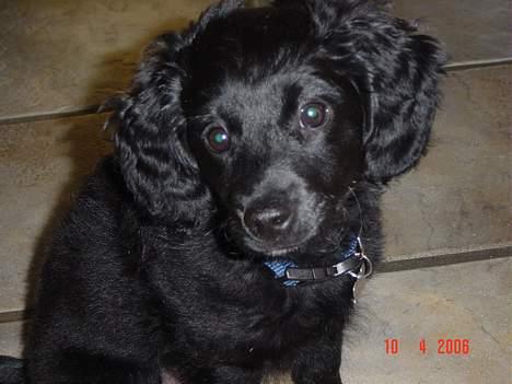 Blanding af racer Arnold billede 7