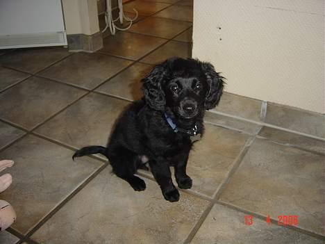 Blanding af racer Arnold billede 8