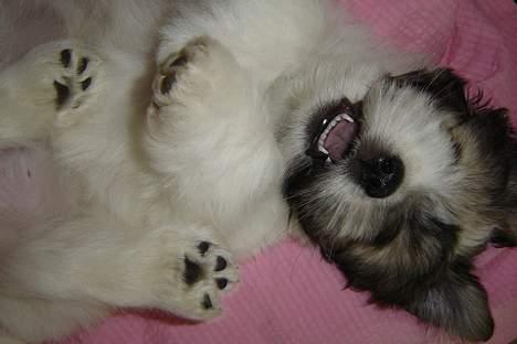Coton de tulear Noah billede 9