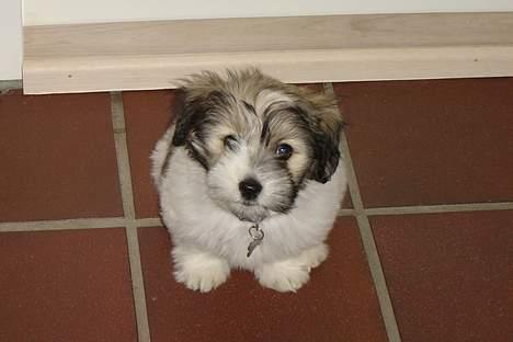 Coton de tulear Noah billede 10