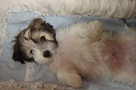Coton de tulear Noah billede 11