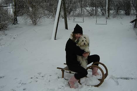 Coton de tulear Noah - Et år gammel..  billede 12