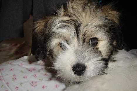 Coton de tulear Noah - 11 1/2 uge gammel.. Han er allerede blevet meget lysere billede 13