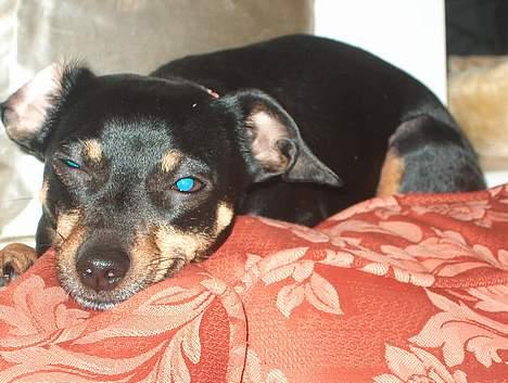 Dvaergpinscher Sille billede 3