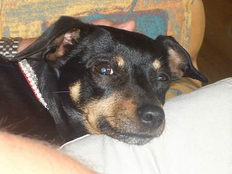 Dvaergpinscher Sille billede 9